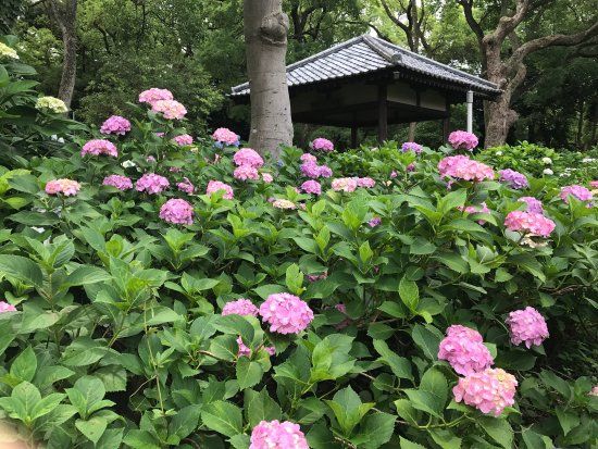 Fujinomori Jinja Shrine